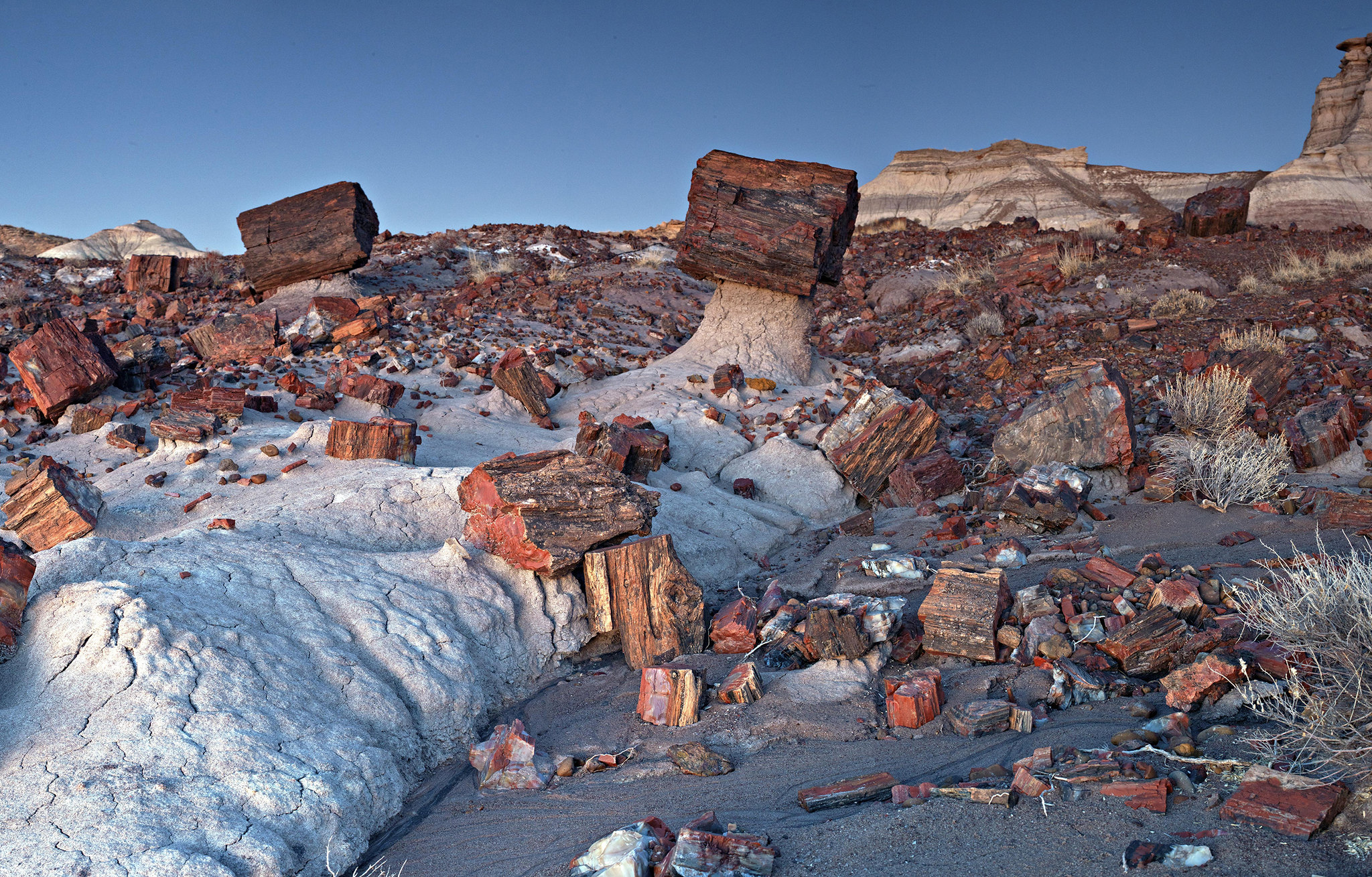 The Petrified Forest National Park in Arizona